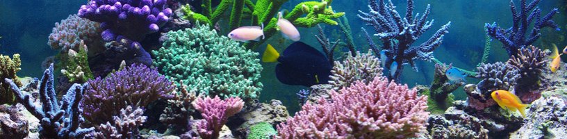 Shop mit großer Auswahl an Meerwasser Aquarien Aquarien Shop mit großer Auswahl an Meerwasser Aquarien Aquarien