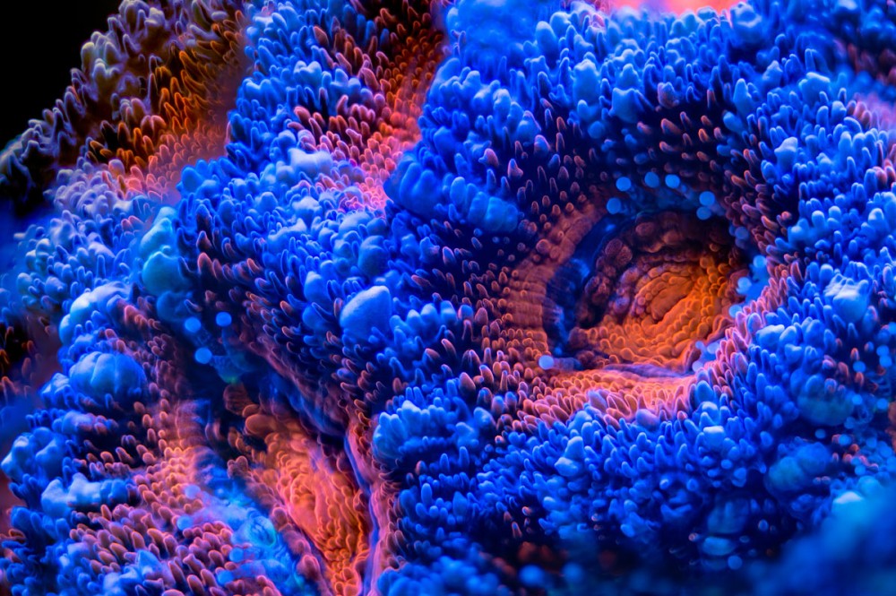 Blaue Lord Acanthastrea LPS Koralle....Blickfang im Meerwasseraquarium Bild von einer blauen Lord Acanthastrea Steinkoralle im Meerwasseraquarium