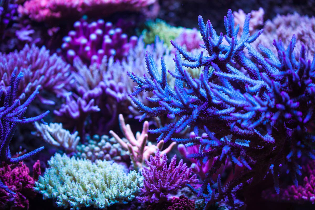 Bild LED beleuchtetes Meerwasseraquarium